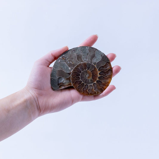 Ammonite Fossil - Medium - K L N S