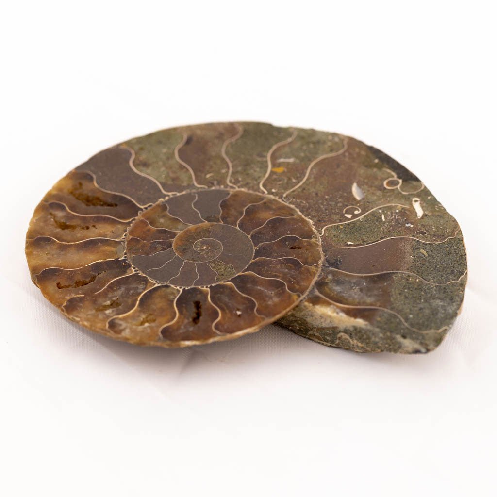 Ammonite Fossil - Medium - K L N S