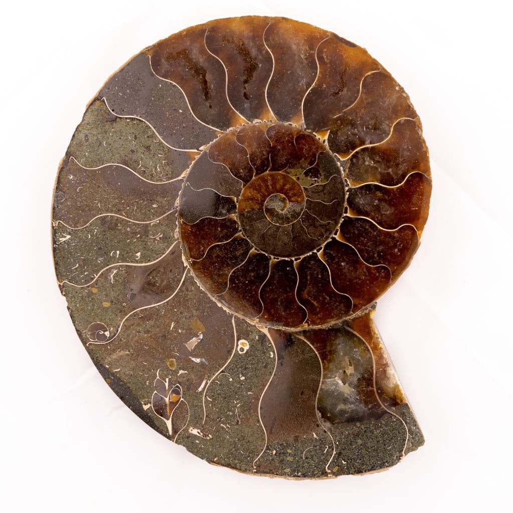 Ammonite Fossil - Medium - K L N S